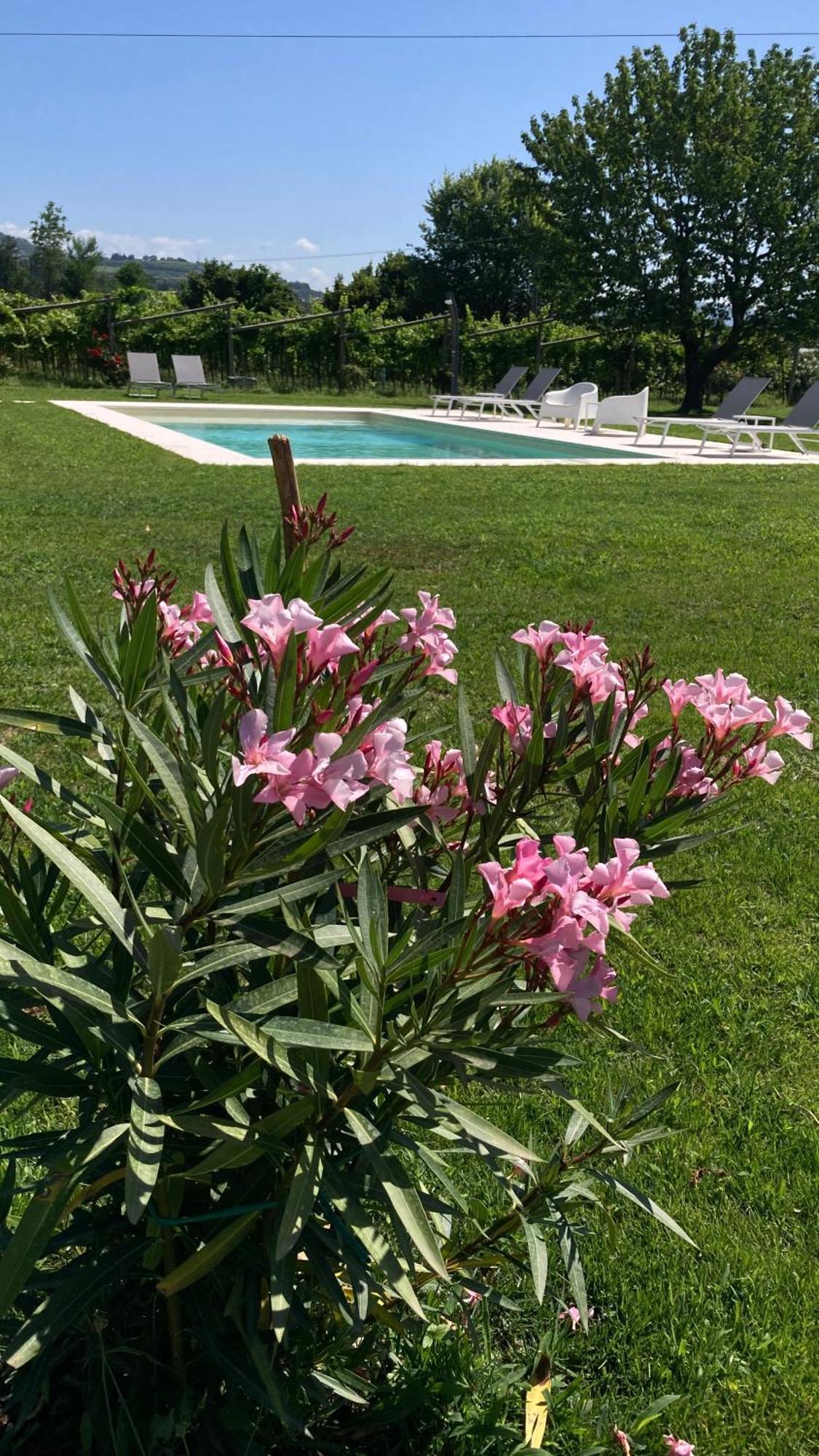 B&B Campagnon Valpolicella SantʼAmbrogio di Valpolicella Esterno foto