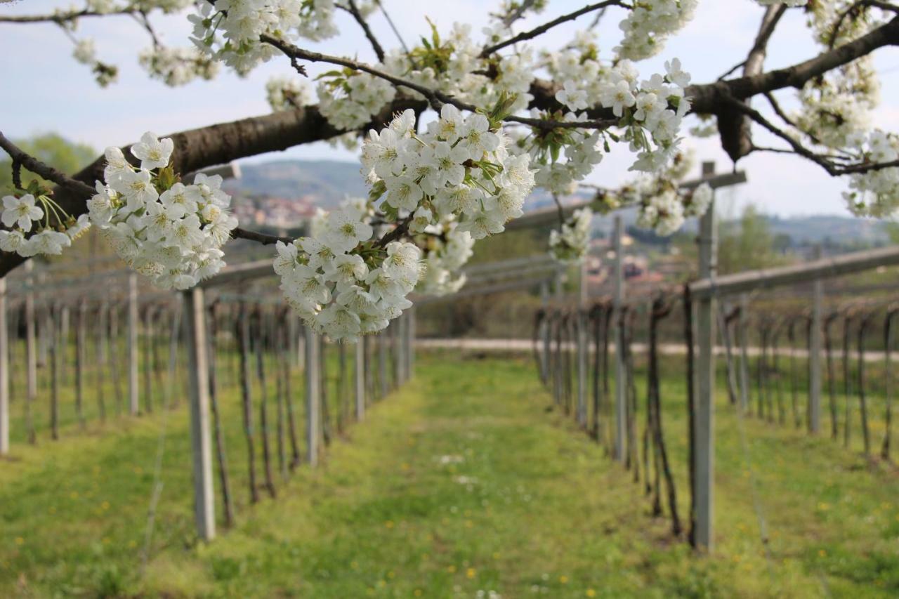 B&B Campagnon Valpolicella SantʼAmbrogio di Valpolicella Esterno foto